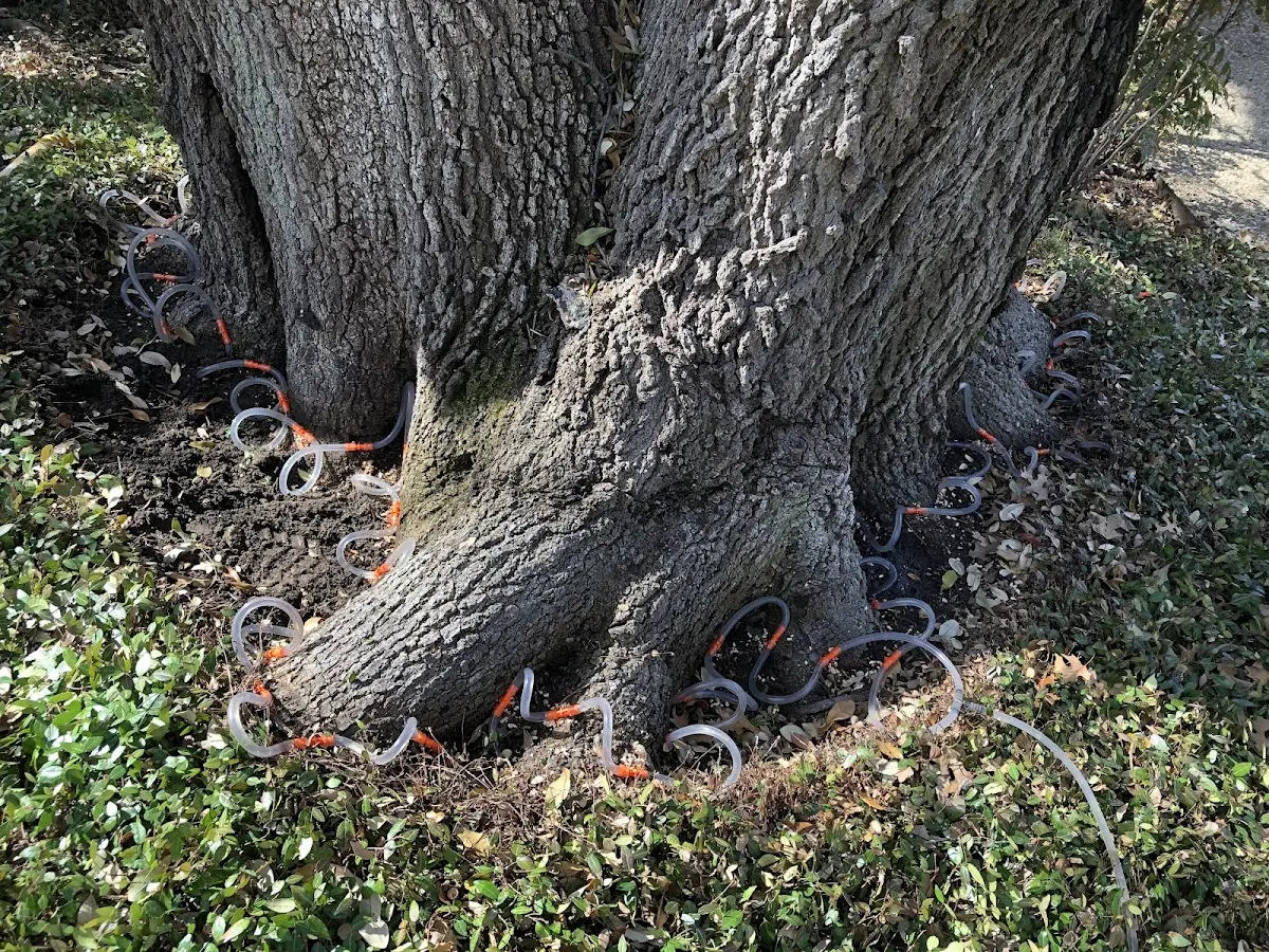 Detailed Tree Cabling and Bracing job site in Clearfield
