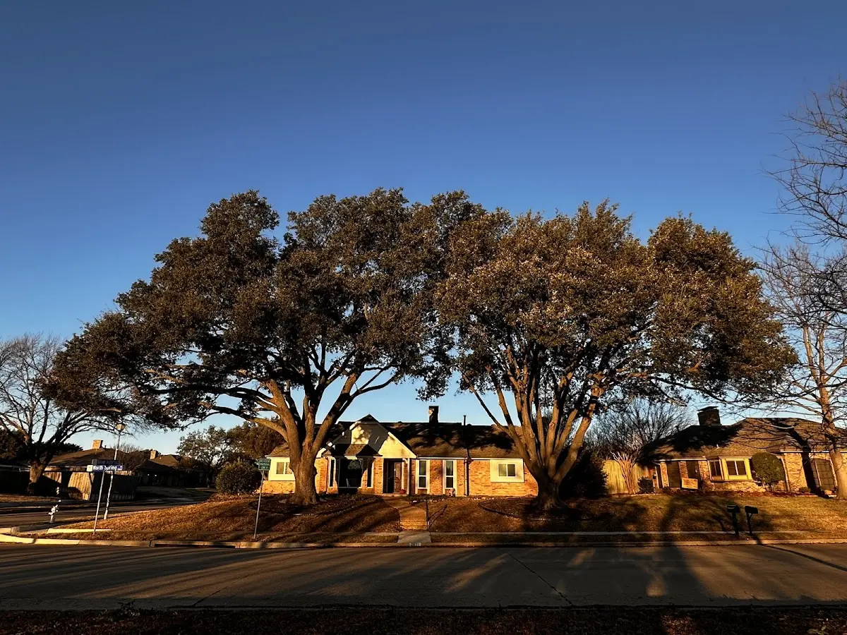 Established residential canopy tree shading a home in Clearfield